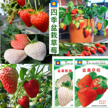 四季草莓阳台种子种植四季通用盆栽花草大批发天旸高科水果袋装籽