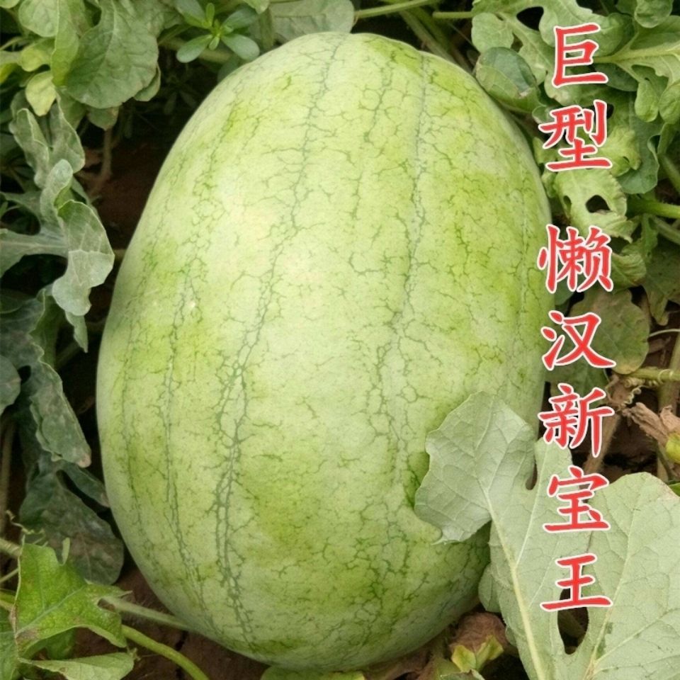 特大新红宝西瓜种子巨型瓜农家菜园大棚春季四季高产水果蔬菜种孑