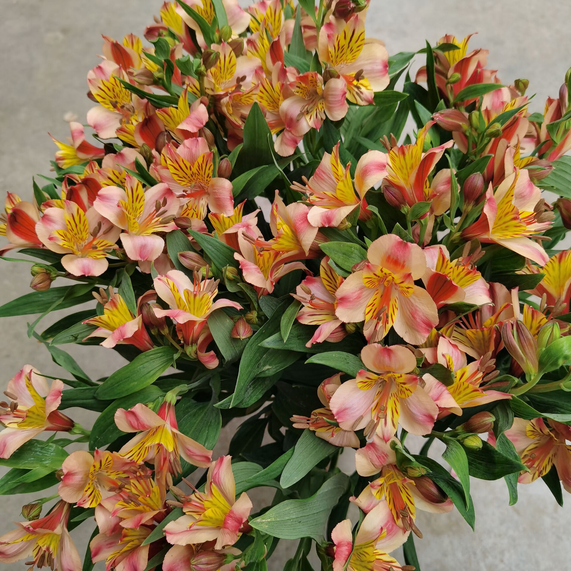 云南昆明基地直发新鲜水仙百合生活用花插花花店批发