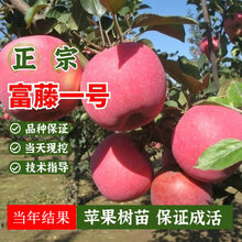 苹果树苗盆栽南方北方种植地栽冰糖心苹果苗活苗矮化果树当年结果