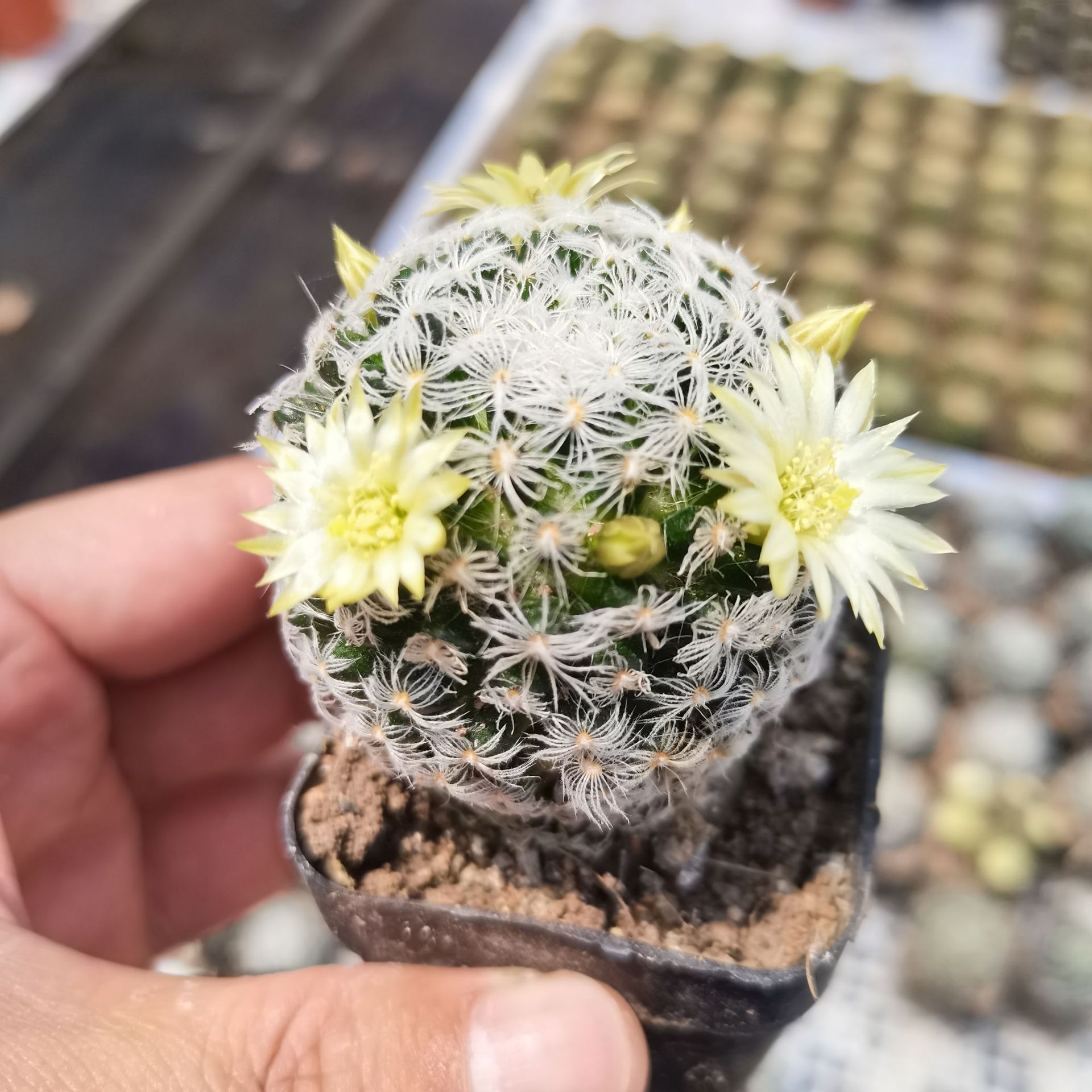 【产地直发】仙人球批发杜威丸3-5cm 多肉植物批发多肉组合盆栽