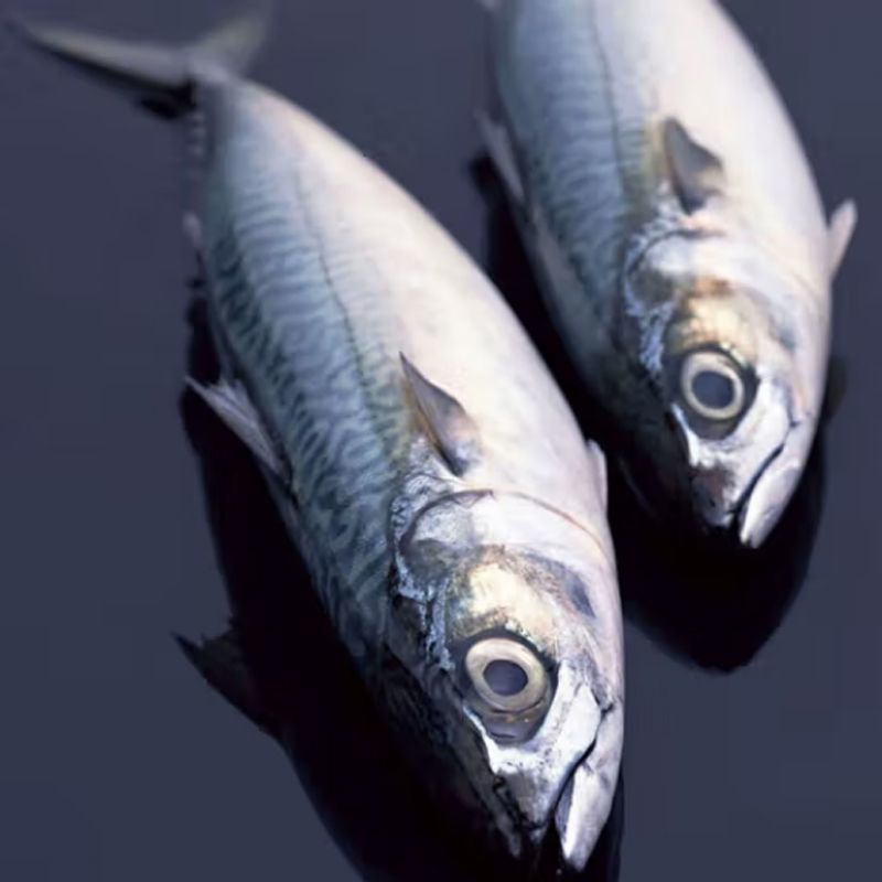 青鱼鲜活野生海捕青占鱼鲐鱼青花鱼鲐鲅鱼鲭鱼净重海鲜鱼类批发