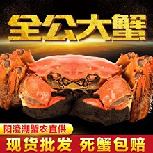 现货阳澄湖镇大闸蟹 公蟹4.0两5只母蟹3.0两5只礼盒装大闸蟹批发