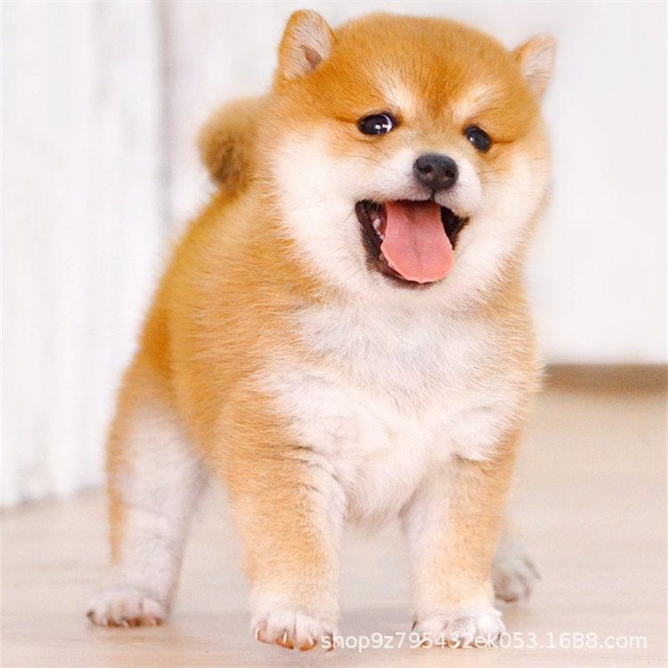 双血统柴犬幼犬活体日本柴犬豆柴小型犬幼崽批发价格宠物狗狗活物