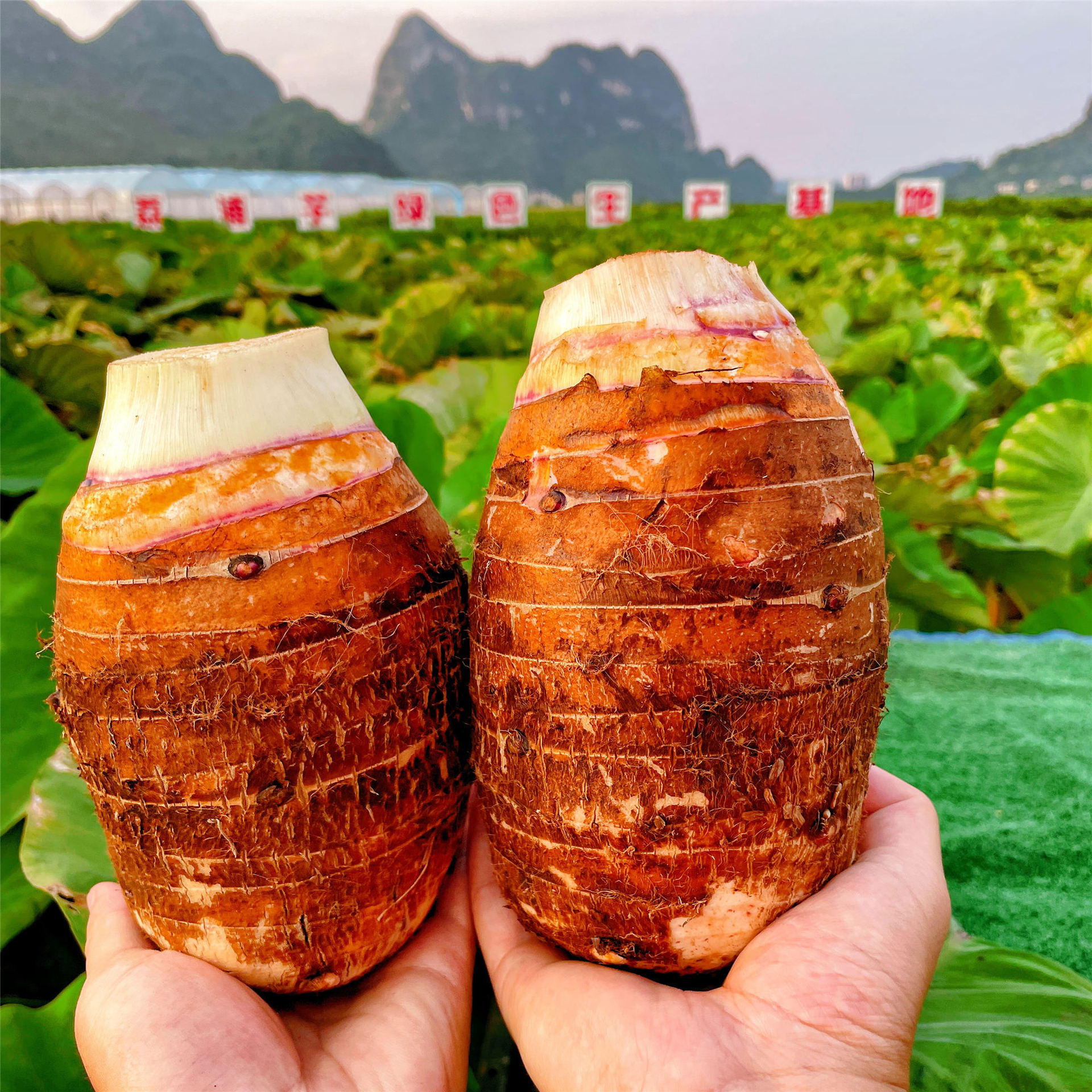 广西荔浦芋头新鲜广西芋头一件代发荔浦芋头批发粉糯香