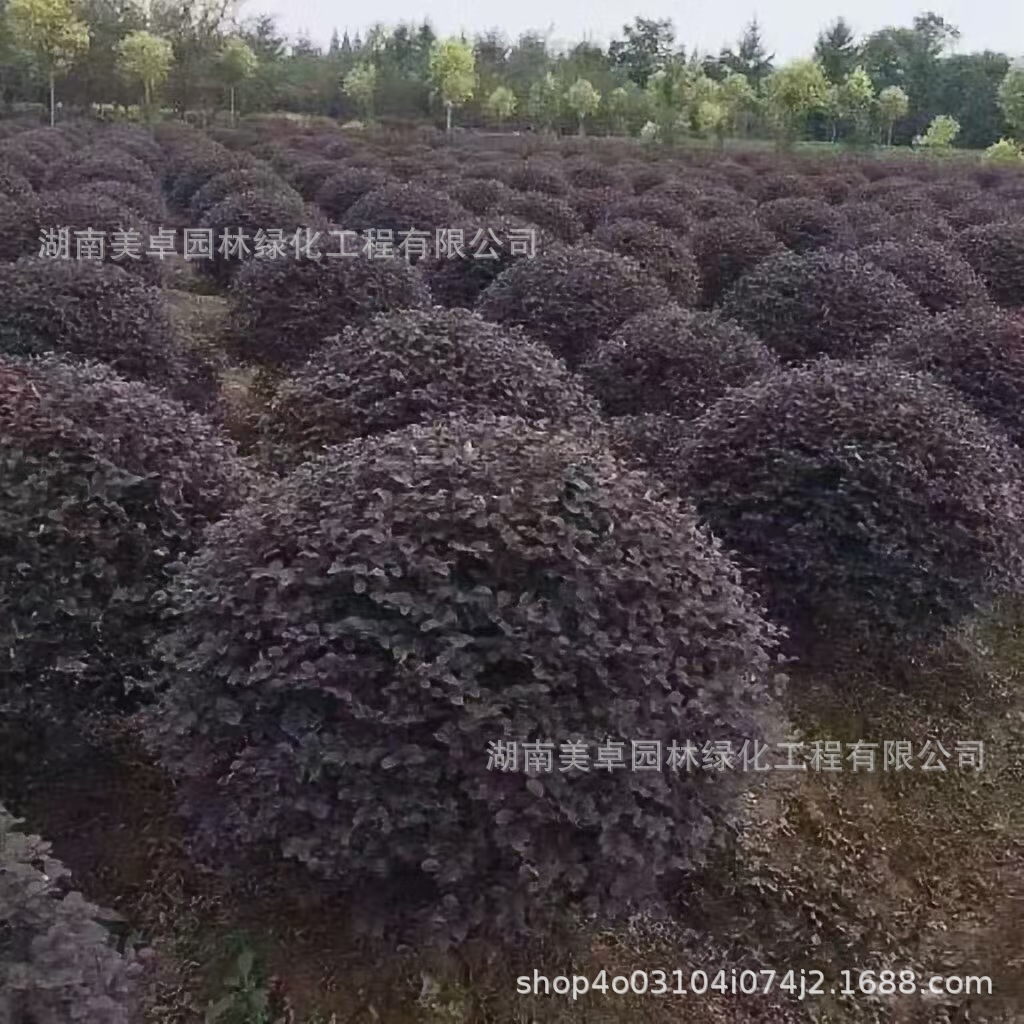 产地批发 红继木球 红花继木 红花继木精品球 基地 量