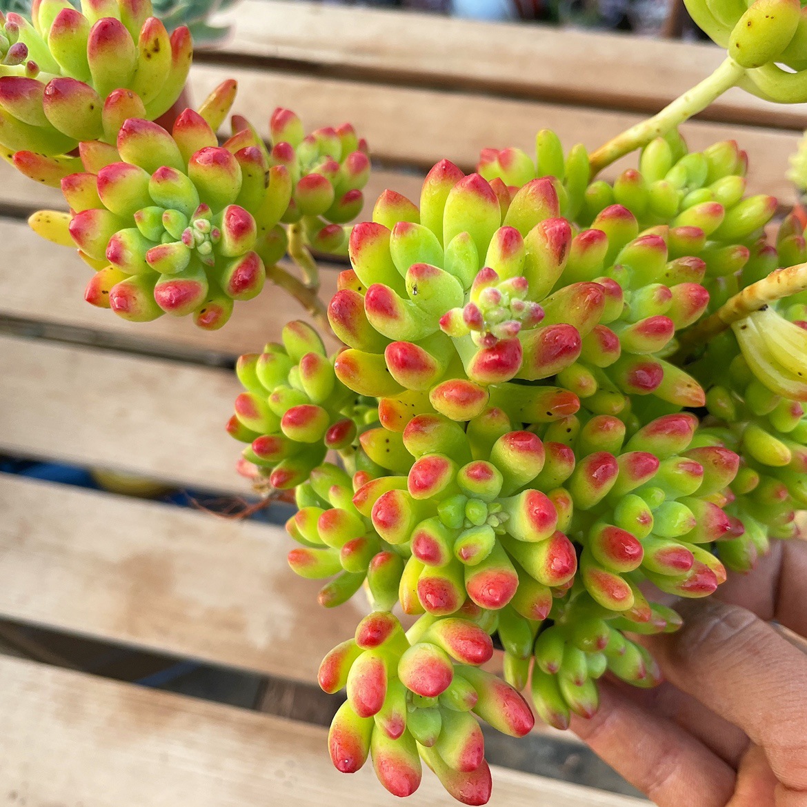 【春萌多肉】-春萌多肉厂家,品牌,图片,热帖-阿里巴巴