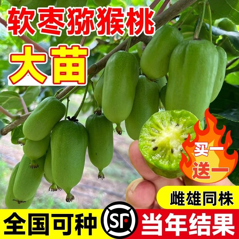 猕猴桃树果苗红心软枣猕猴桃苗徐香嫁接庭院种植南北方水果树果苗