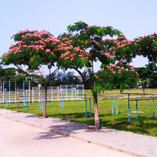 红色合欢树苗盆栽黄粉色绒花树绿植花卉金合欢苗庭院行道树芙蓉树