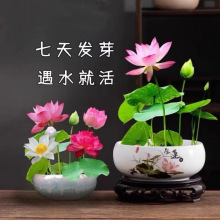 碗莲水培植物花卉室内好养四季开花种子籽办公室水养荷花睡莲盆栽