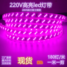 高亮led灯带220V紫色2835户外防水180灯/米工程款氛围灯喷池灯条