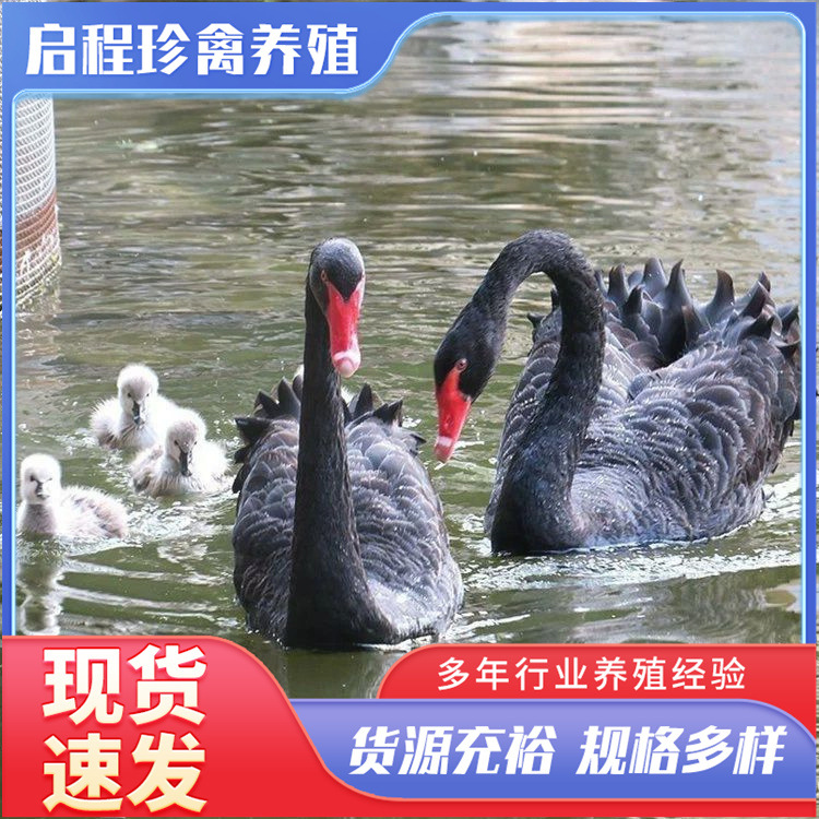 黑天鹅种苗价格 小黑天鹅多少钱一只 青年黑天鹅格多少钱-阿里巴巴
