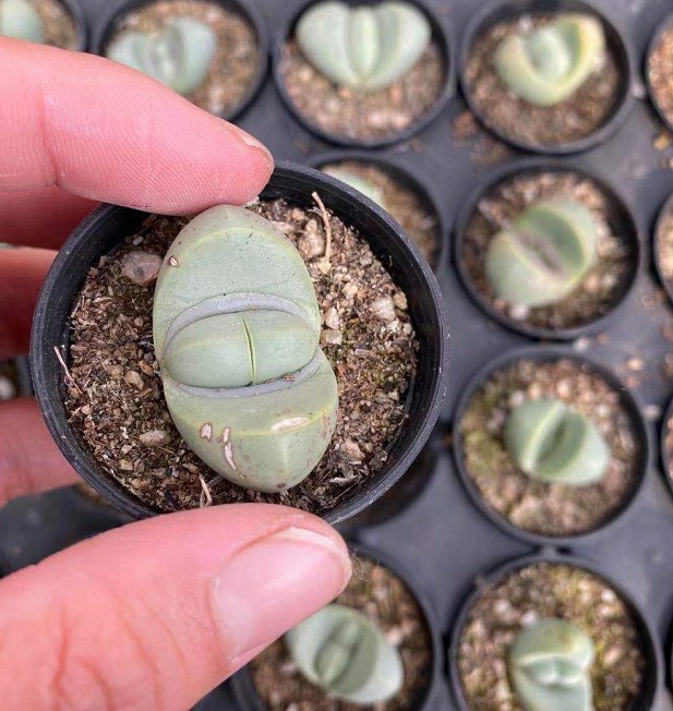 金玲玉2.5-3cm实拍基地直销量大从优