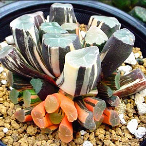 瓦苇十二卷万象多肉植物白妙翡翠龙三色瑞云艾格尔布引山之翠空门