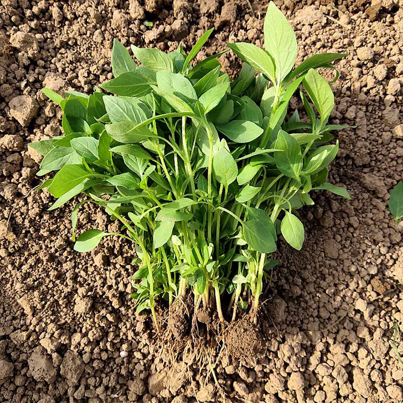 荠菜河南荆芥菜苗新鲜食用5克青菜蔬菜芥荆菜现摘现发农家特产