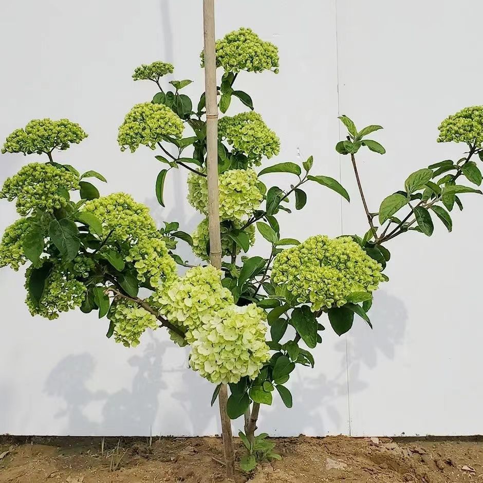 苗圃直销中华木绣球大花斗球庭院盆栽花卉适合南北方种植春秋两季