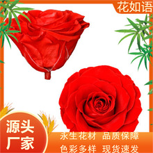 跨境永生花玫瑰花头7-8cm3朵装 A级玫瑰厂家批发好品质DIY花材