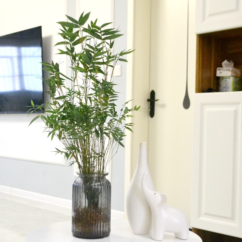 水培植物米竹室内盆栽小型凤尾竹盆景桌面绿植微盆景竹子苗观赏竹