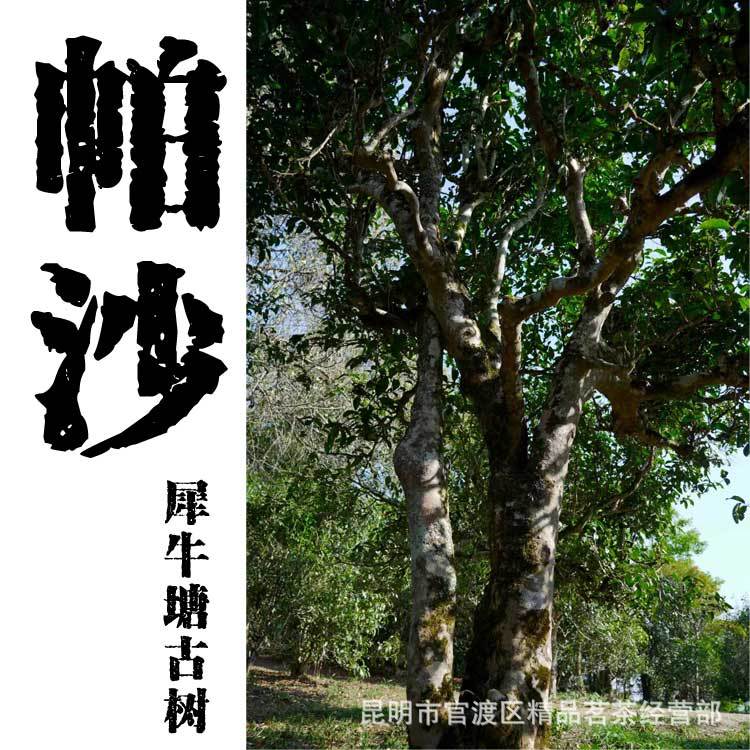 帕沙古树茶春茶 云南帕莎中小树茶散茶 犀牛塘古树茶毛茶散装茶