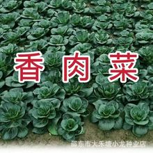 北京香肉菜原装35天可采收耐寒耐热春秋四季农家青菜蔬菜盆栽阳台