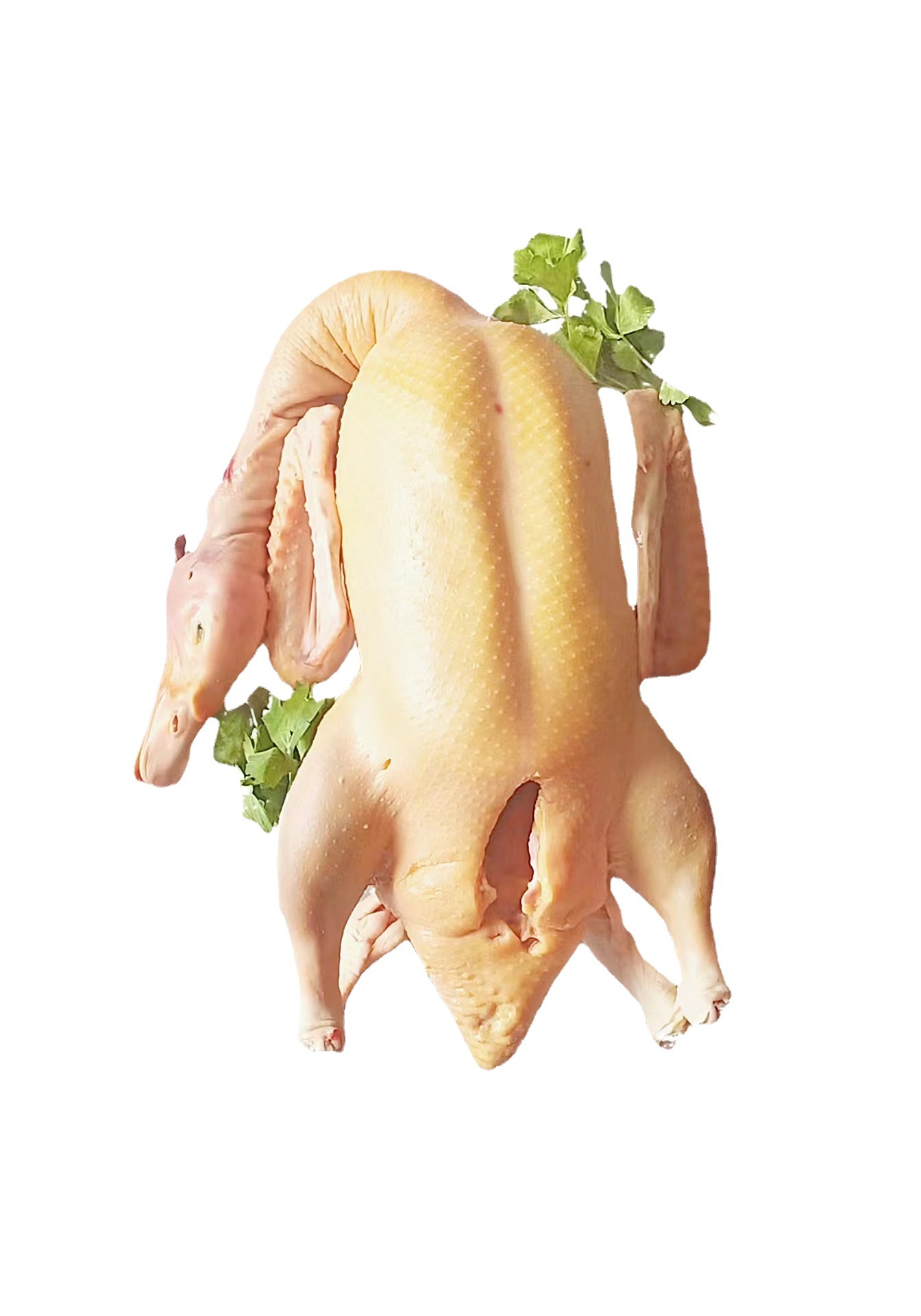 颍屯鸟番鸭,阜南特色番鸭养殖区自养番鸭