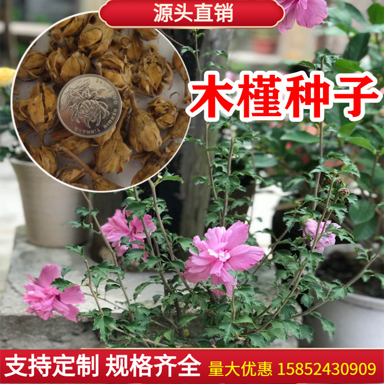 木槿花种子-木槿花种子厂家,品牌,图片,热帖-阿里巴巴