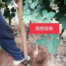 广西桂林新鲜葛根粉葛农家现挖无渣蔬菜甘甜清香个大8斤批发