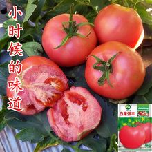 白果强丰老品种沙瓤番茄种子粉果大果西红柿种籽孑普罗旺斯四季种
