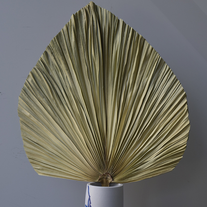 diy材料花束干花散尾叶铁树叶花艺制作干棕榈叶子拍照摄影创意装