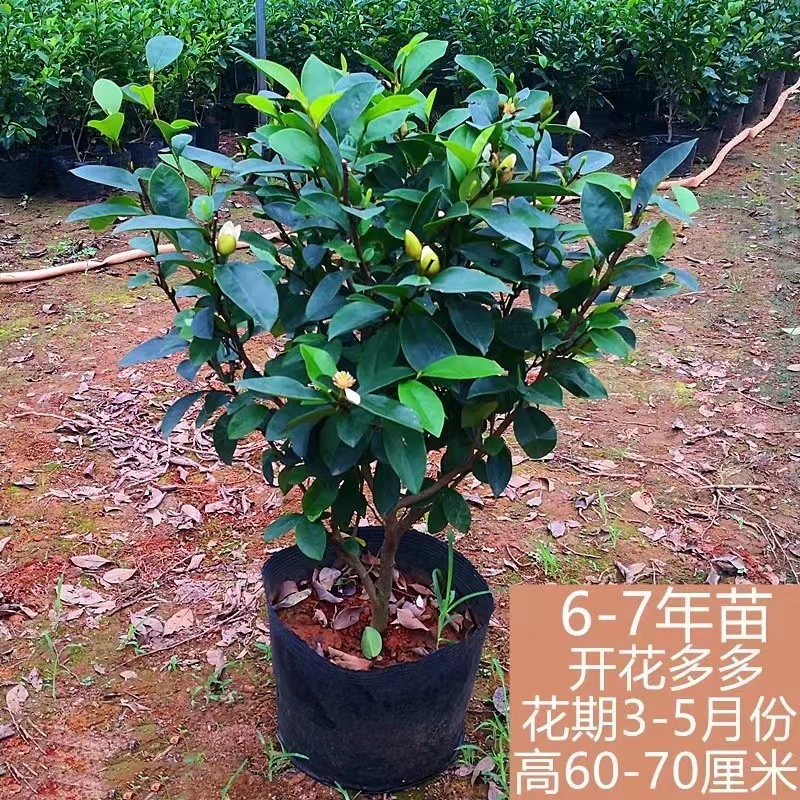 含笑花树苗带花苞耐寒浓香型花卉四季常青室内庭院名贵含笑花盆栽