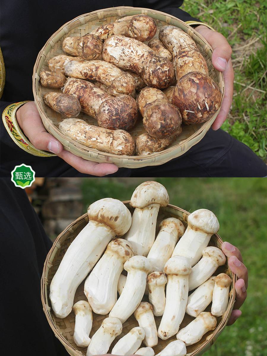 云南新鲜松茸-云南新鲜松茸厂家,品牌,图片,热帖-阿里巴巴