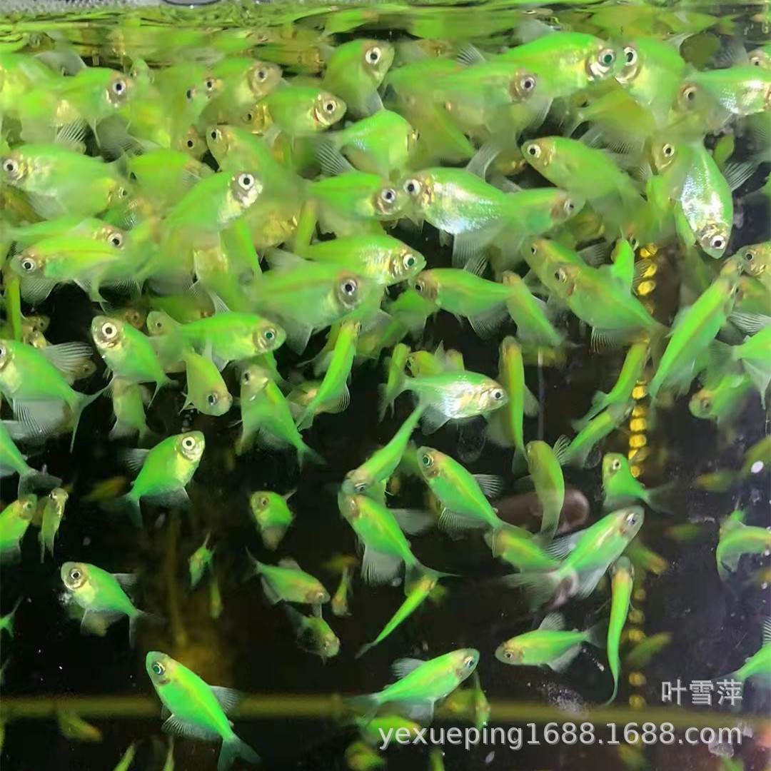 绿衣天使青苹果天使鱼活体 热带观赏鱼天使鱼灯科小型鱼渔场批发