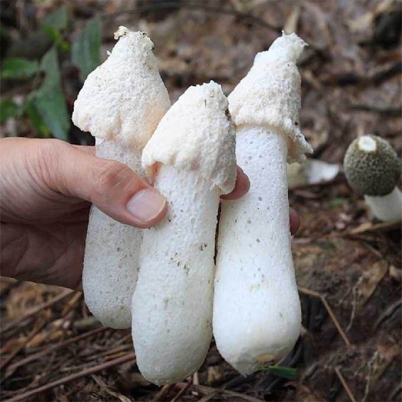 竹荪一等品干货净重未开伞原生态短裙竹荪无硫当季煲汤菌菇厂批发