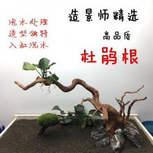 枯木鱼缸水缸造景妖精森林景观素材莫斯树形沉木杜鹃根树枝代发