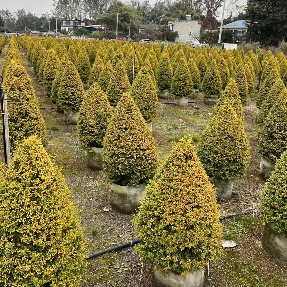 亮晶女贞塔型 花境组合植物 灌木球 成都园林绿化工程苗木批发