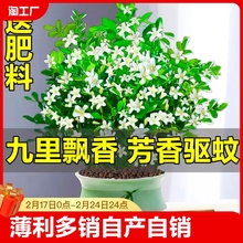 九里香盆栽水培植物室内驱蚊草四季开花七里香好养绿植阳台