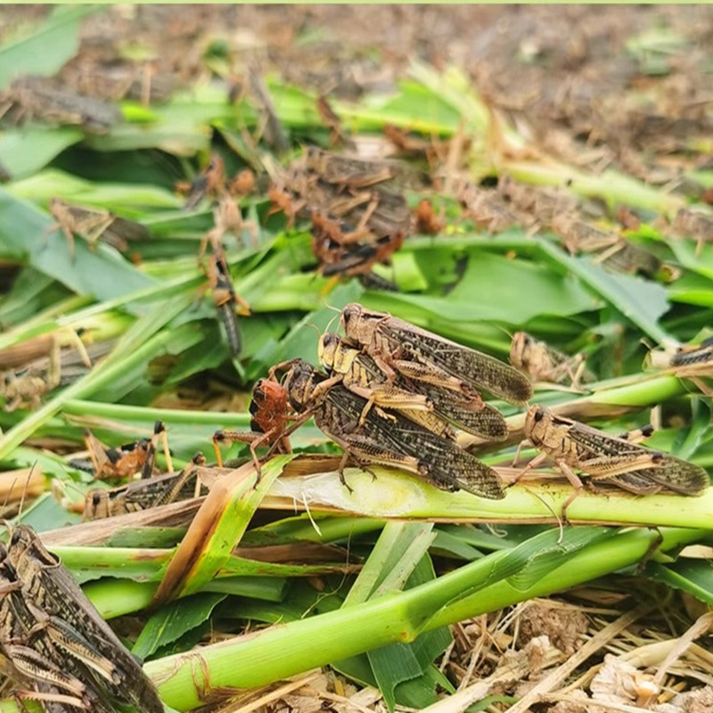 新鲜蚂蚱活体活速冻油炸蚂蚱蝗虫食用昆虫蚱蜢速冻带籽混合场地发