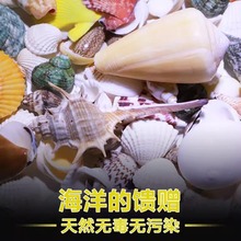 贝壳海螺鱼缸造景装饰小摆件水族箱布景套装龟缸底砂装饰品