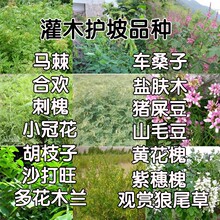 苗圃基地批发刺槐种子洋刺槐种子花卉种子槐花种子槐树种子乔木