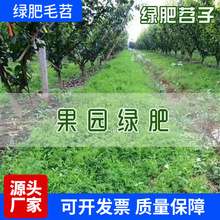 毛苕子种子果园绿肥饲用养殖牧草蜜源花卉固土护坡长柔毛野豌豆籽