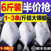 银鲳鱼1-3条国产鲳鱼新鲜冷冻深海鱼鲜活白鲳鱼平鱼昌鱼海鲜水产