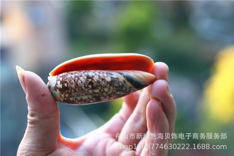 天然海螺贝壳橙口榧螺仙女螺家居装饰地台鱼缸造景水族拍摄道具