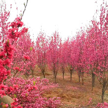 基地批发照手桃碧桃 庭院公园景点观赏花 户外灌木照手桃工程植物