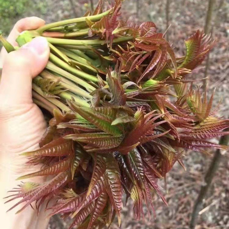 红油香椿种子芽苗菜红椿树红香椿香椿树盆栽四季播食用香椿树种籽