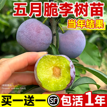 五月李子树苗嫁接特大晚熟脱骨青脆李子果树苗南北方种三华李树苗