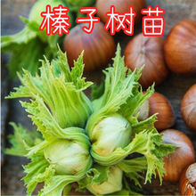 当年结果榛子树树苗美国大榛子苗树辽榛玉坠平欧地栽盆栽北方种植
