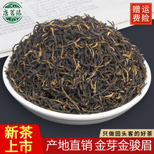 新茶浓香金骏眉产地货源正山小种金骏眉茶叶红茶散装红茶批发