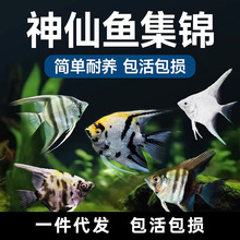 七彩神仙鱼观赏鱼热带大型宠物燕子鱼秘鲁小型淡水鱼