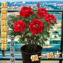 正宗洛阳观赏牡丹好养耐寒北方庭院阳台老桩花嫁接精品大苗富贵花