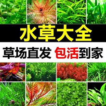 鱼缸水草植物活懒人水榕沉木莫斯真草阴性蜈蚣草增氧草缸造景套餐